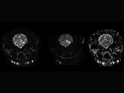 DWI cerebralnega infarkta pri psu